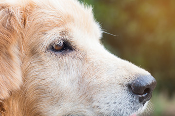 Adorable Golden Retriever on nature background,portrait of a dog