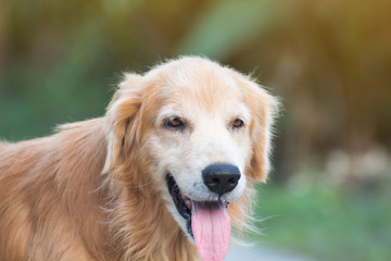 Obraz premium Adorable Golden Retriever on nature background,portrait of a dog