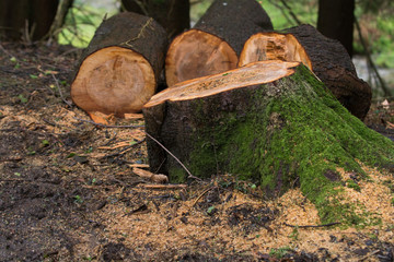 Tree stump with logs having been cut down