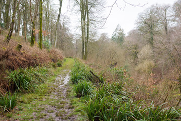 Wild overgrown mudy path trough the forest