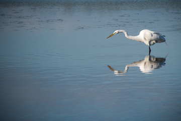single bird looking for fish 