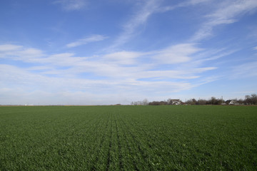 Fototapeta na wymiar Spring winter wheat field