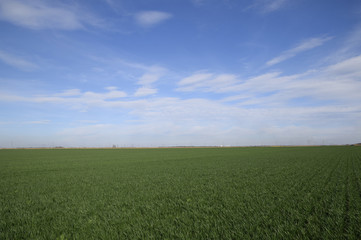 Spring winter wheat field