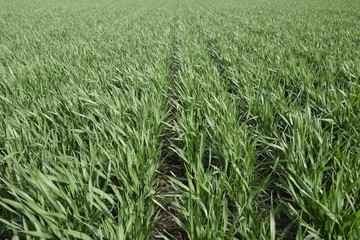 Spring winter wheat field