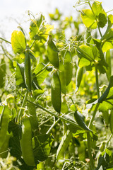 Obraz premium agricultural field