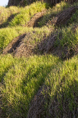 round straw stacks