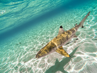 Obraz premium Sharks swimming in Bora Bora Island in French Polynesia during snorkeling on this island paradise and turquoise blue water.