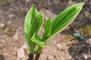 Sprouting of Hyacinth orchid