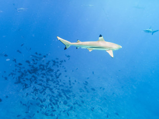 Obraz premium Sharks swimming in Bora Bora Island in French Polynesia during snorkeling on this island paradise and turquoise blue water.