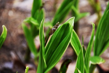 Sprouting of Hyacinth orchid