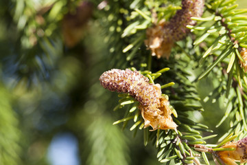Green spruce