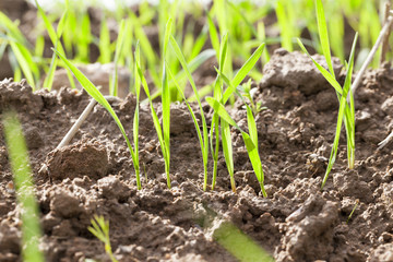 Sprouting crops