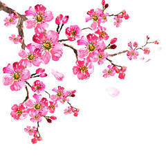 sakura tree  watercolor, cherry bloom