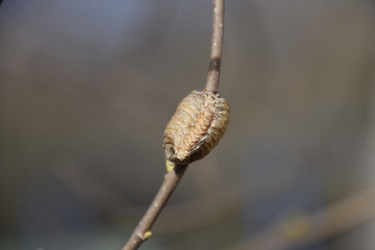Ootheca mantis on the branches of a tree. The eggs of the insect laid in the cocoon for the winter are laid. Ooteca on a branch of hazelnut