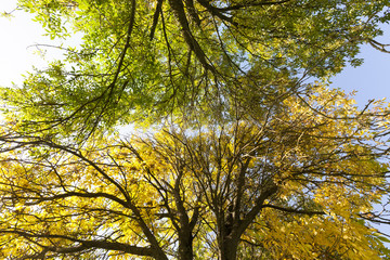 green and yellow leaves, fall