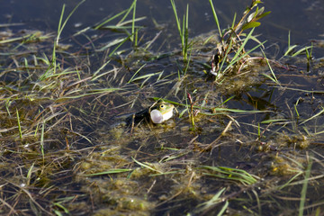 green frog