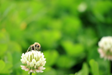 白爪草と花アブ