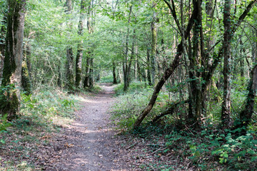 Fototapeta na wymiar Path between trees, Brittany, France, Europe