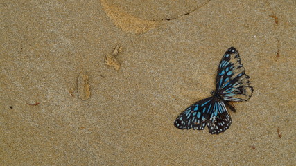 Butterfly stuck in sand