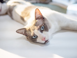 Portrait of Bi-Color Brown White Ragdoll Cat lying on the floor and looking at camera in sunny day, Rag Doll cat with beautiful blue eyes and long whiskers at home. Portrait with alert face.
