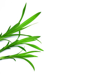 Fototapeta na wymiar Green leaves isolated on white background,Pandanus leaf