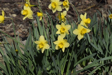 Spring flowering bulb plants in the flowerbed. Flowers daffodil yellow