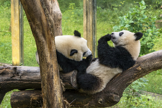 Pandas Playing