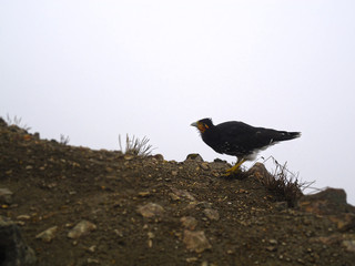 Un pajarito de las montañas