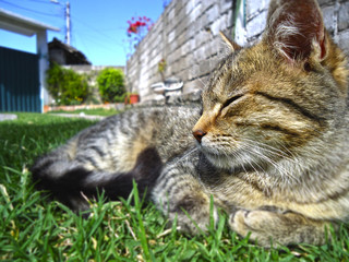 Un gatito tomando su descanso en el jardín