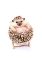 Little hedgehog sitting on beachchair. © pandpstock001
