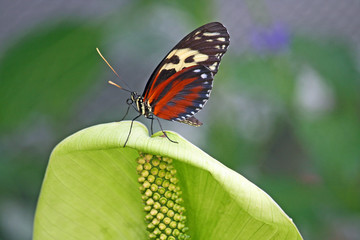 Longwing butterfly