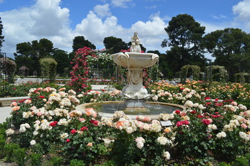flor La Rosaleda de madrid