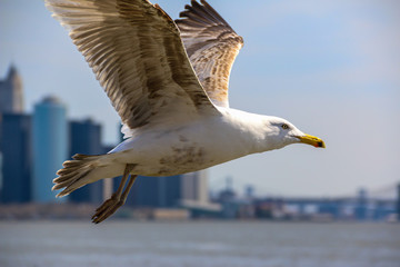 seagul