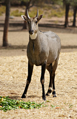 Macho de antilope nilgo o nilgai tambien cononido como toro azul