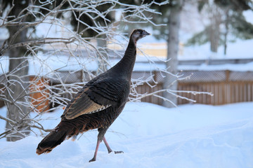 Les espèces d'oiseaux dans ma cour