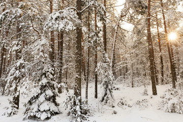 Winter forest, sun