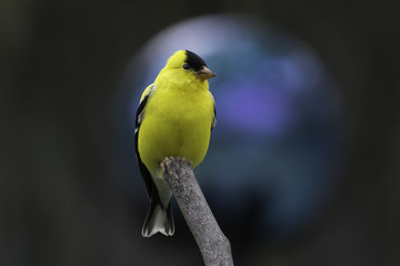 Goldfinch and Gazing Ball