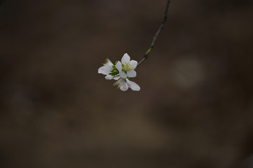 Beautiful apricot flowers