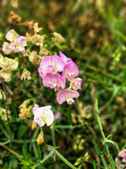 Amazing wild orchids on the beach