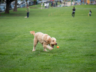 Goldendoodle aims for ball while playing game of fetch