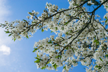 branch of cherry tree spring blossom blooming against blue sky