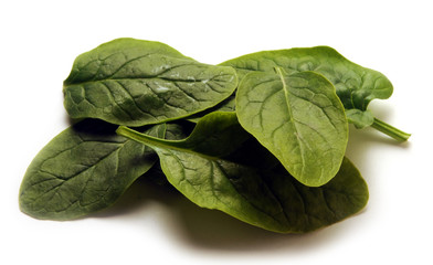 Spinacia oleracea Épinard Spinacina Σπανάκι Spanac Spinacio Špinat Spinacino biljna Spinat vrsta سبانخ 시금치 Spinaci Սպանախ Spinach Szpinak warzywny תרד 菠菜 Rau chân vịt Pinaatti Spenat  © Comugnero Silvana