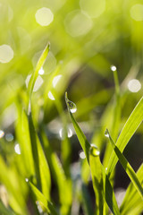 drop on green cereal