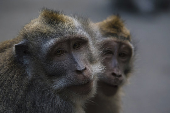 Close up of monkeys outdoors