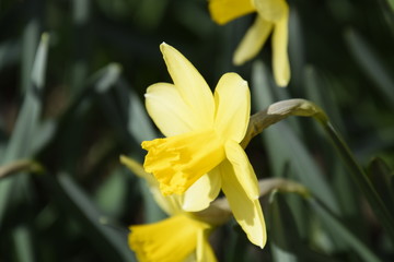 Fototapeta na wymiar Spring flowering bulb plants in the flowerbed. Flowers daffodil yellow