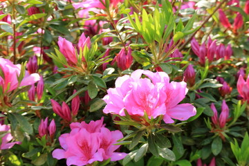 Fototapeta premium つつじの花