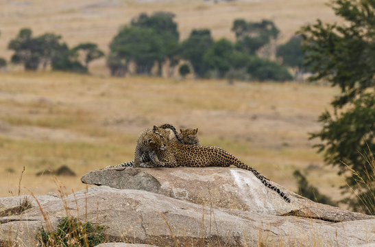 Leopardess with cubs on rock at Serengeti National Park