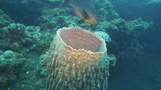 front view of a midnight snapper and a barrel sponge at the wreck of the usat liberty in tulamben on the island of bali, indonesia
