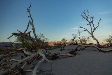 Mesquite Flat Dunes, Sand dunes at Death Valley National Park