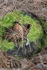 Mossy Stump #1